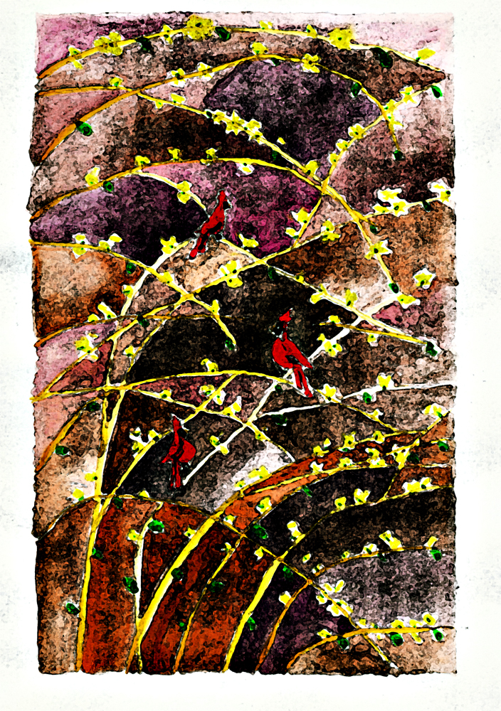 Cardinals in the Forsythia  -  2nd Painting.
